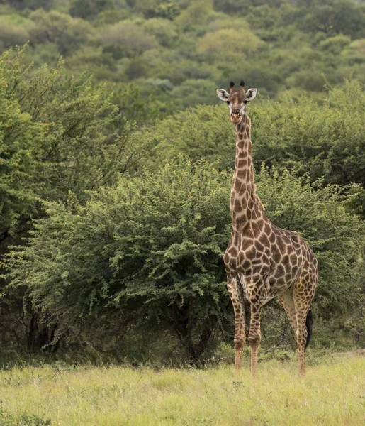 Giraffe in Südafrika — Stockfoto