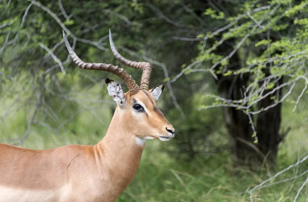 Férfi impala — Stock Fotó