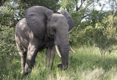 Kruger Park 'taki büyük fil.