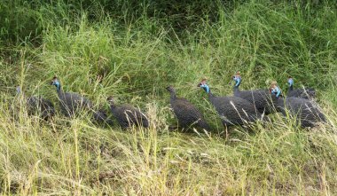Bir grup miğferli İtalyan.