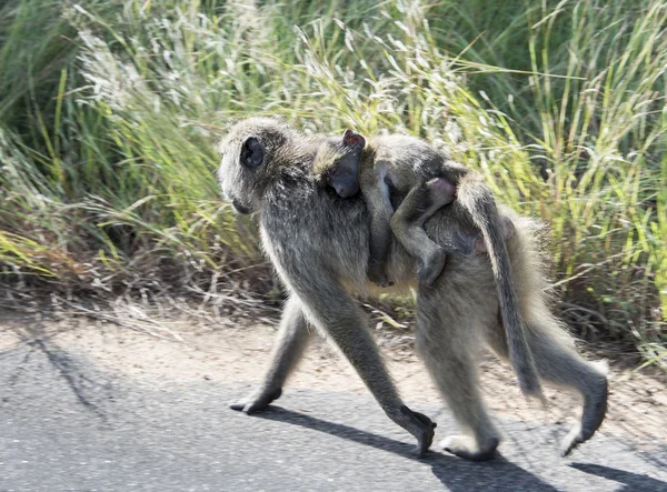 Joven bebé mono en madres espalda — Foto de Stock