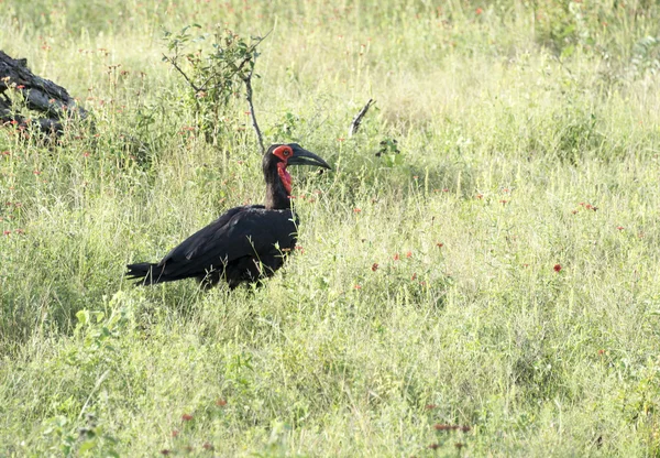 Southern ground hornbill in kruger national park — Stock Photo, Image