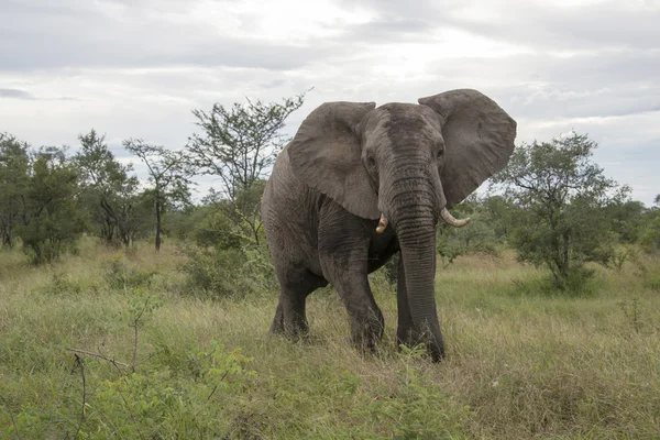 Grande elefante no parque Kruger — Fotografia de Stock