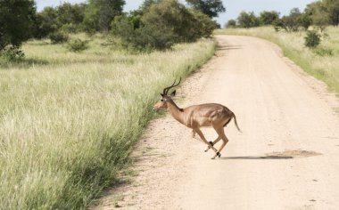 Impala kruger park içinde çalışan