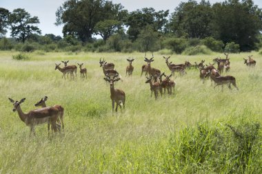 Grup Impala kruger Milli Parkı