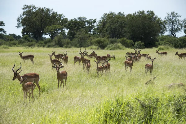 Grupo impala — Fotografia de Stock