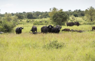 Grup buffalo