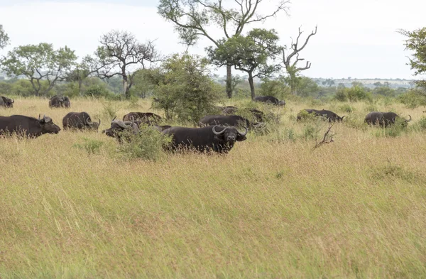 Группа буйволов — стоковое фото