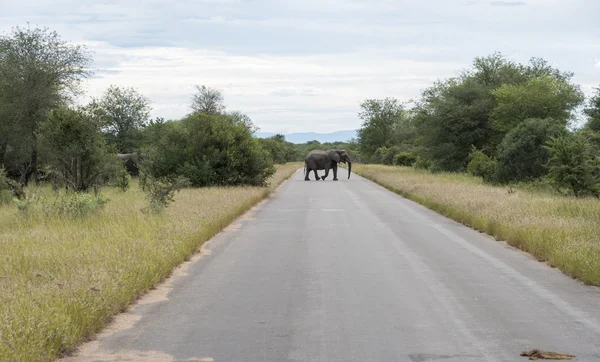Velký slon v Kruger parku — Stock fotografie