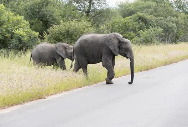 Grande elefante com yung no parque kruger — Fotografia de Stock