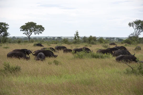 Group buffalo — Stock Photo, Image