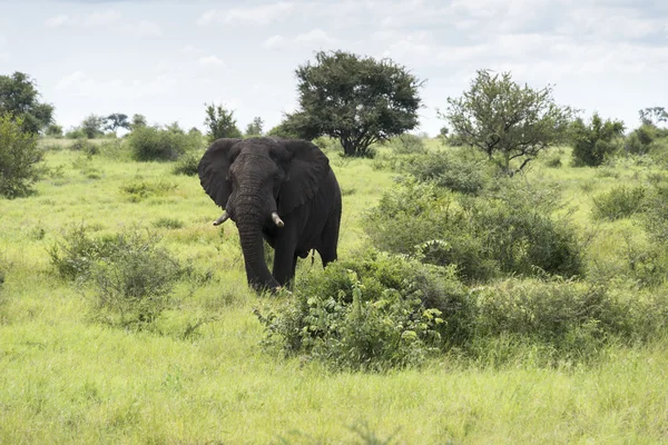 Μεγάλος ελέφαντας στο πάρκο Kruger — Φωτογραφία Αρχείου