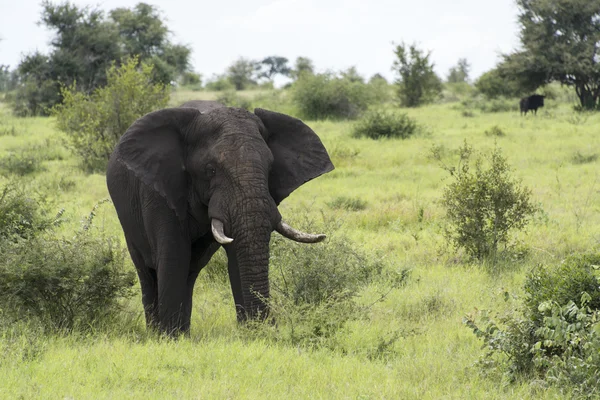 Grande elefante nel parco Kruger — Foto Stock