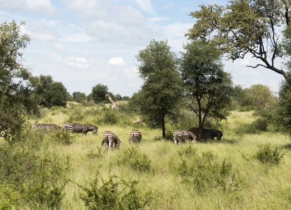 Giraffen en Zebra's in krugerpark — Stockfoto