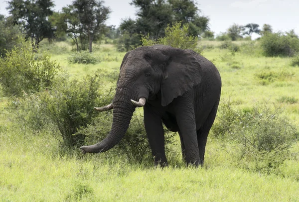 Grande elefante nel parco Kruger — Foto Stock