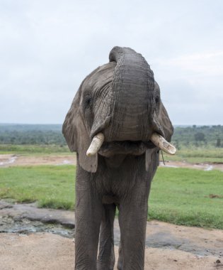 Kruger Park 'taki büyük fil.