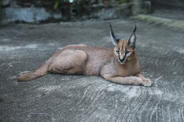 lynx wild cat in africa clipart