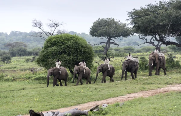 Elefant tillbaka safari i Sydafrika — Stock fotografie