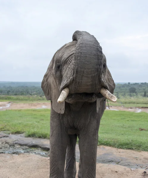 Elefante grande en el parque del kruger — Foto de Stock