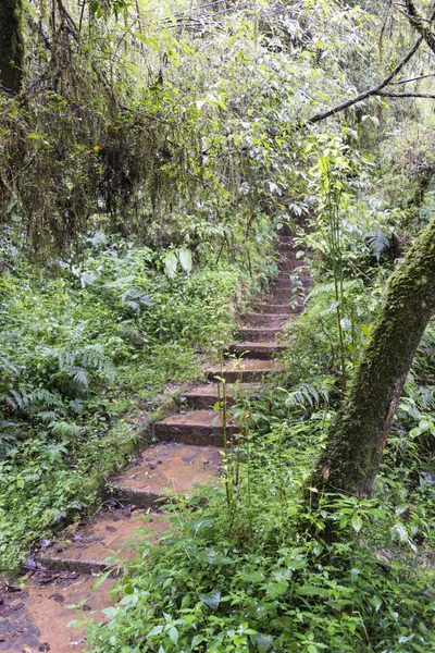 Σκάλες μέσα στο δάσος — Φωτογραφία Αρχείου