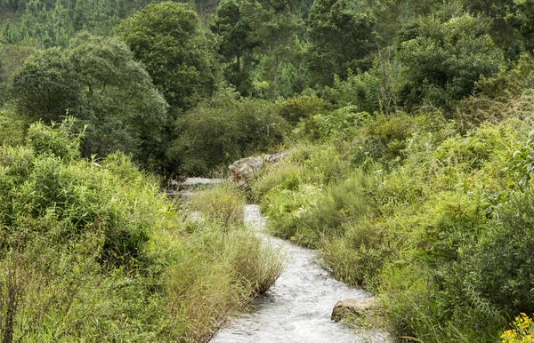 River in green background — Stock Photo, Image