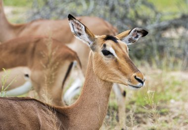 kadın Impala