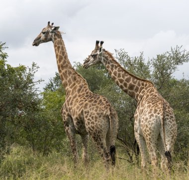 Güney Afrika'da zürafa