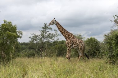 Güney Afrika'da zürafa