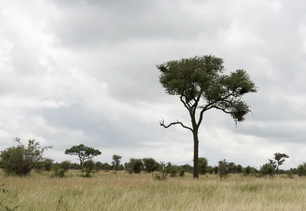 Safari im kruger nationalpark südafrika — Stockfoto