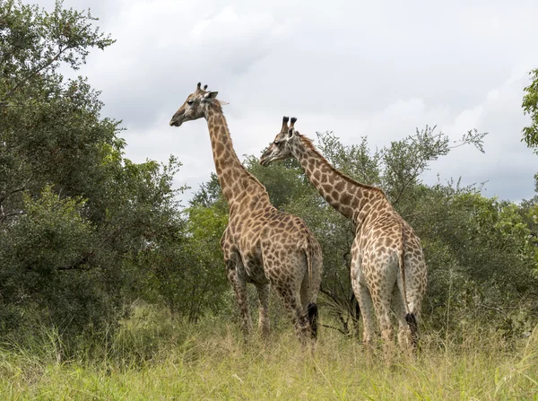 Giraffer i Sydafrikaκαμηλοπαρδάλεις στη Νότια Αφρική — Φωτογραφία Αρχείου