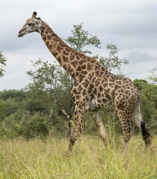 Giraffe в Південній Африці — стокове фото