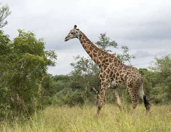 Жираф в Южной Африке — стоковое фото