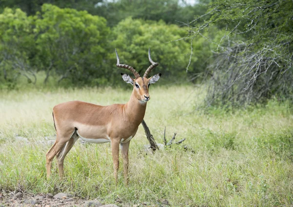 Impala macho —  Fotos de Stock