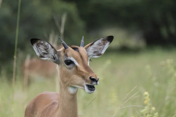 Genç Impala — Stok fotoğraf