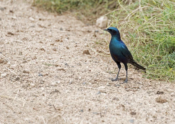 Lamprotornis chalybaeus — стоковое фото