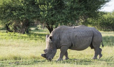 Beyaz rhino kruger Park