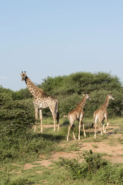 Καμηλοπαρδάλεις σε krugerpark — Φωτογραφία Αρχείου