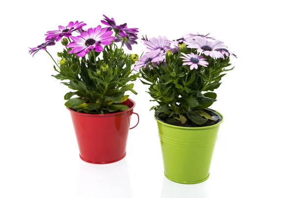 Spanish daisy flowers in red and green bucket — Stock Photo, Image