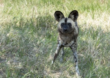 Afrika yaban köpeği ayakta ve yaban hayatı safari parkında bakıyor 