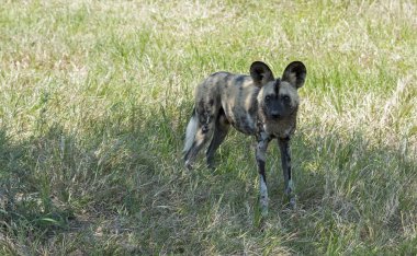Afrika vahşi köpeği