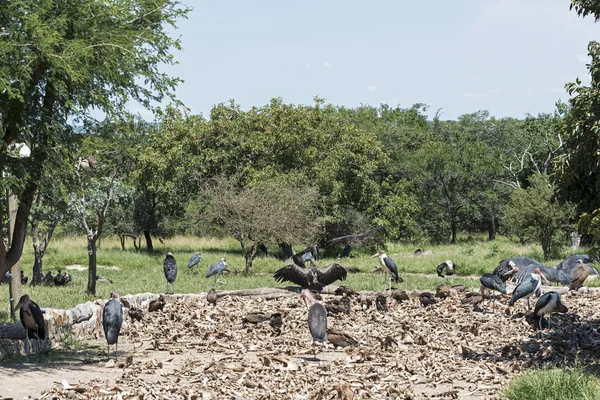 Akbaba ve ölü hayvanları yemek marabou — Stok fotoğraf