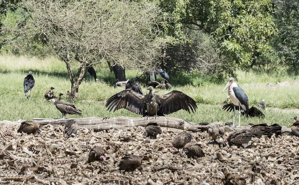 Vulture and marabou eating from dead animals — Stock Photo, Image