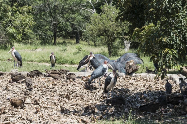 Vulture and marabou eating from dead animals — Stock Photo, Image