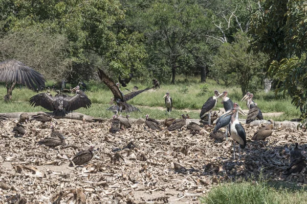Geier und Marabou fressen von toten Tieren — Stockfoto