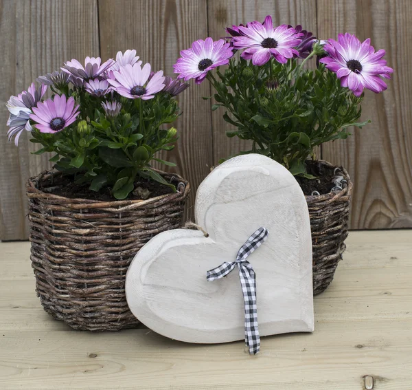 Spanish daisy flowers on wooden background — Stock Photo, Image