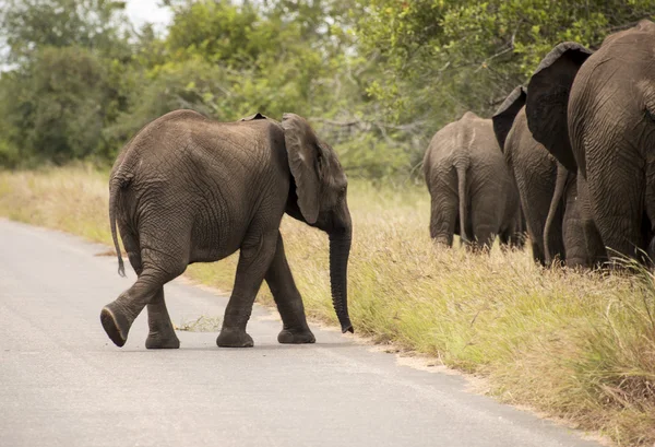 Junger Elefant läuft zur Gruppe — Stockfoto