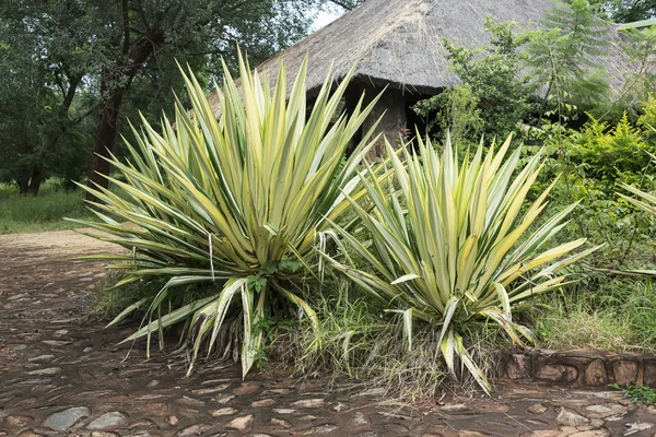 Agave växter i Afrika — Stockfoto