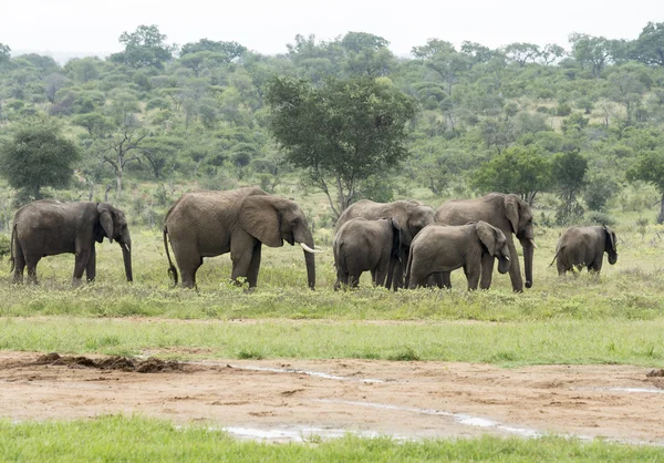 Sekelompok gajah di Afrika Selatan liar alam — Stok Foto