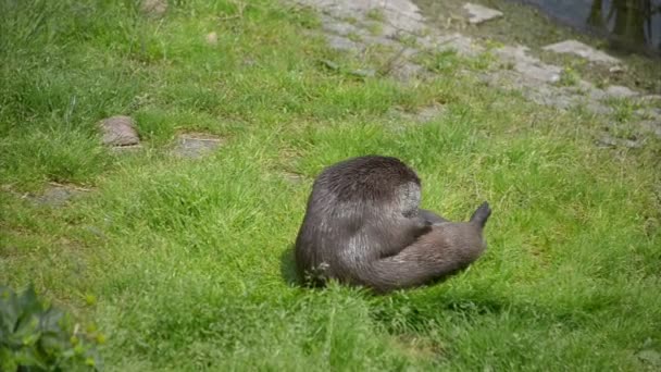 Lontra na grama verde — Vídeo de Stock