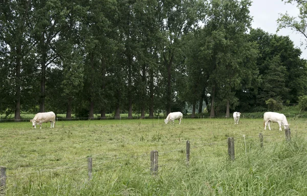 Beyaz inekler otlatma yeşil çimen — Stok fotoğraf